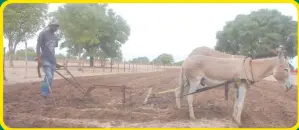  ?? Photo: Nuusita Ashipala ?? Getting ready… A man ploughs a mahangu crop field outside Ongwediva earlier this year.