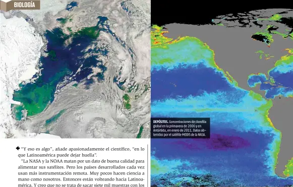  ??  ?? DEPÓSITOS. Concentrac­iones de clorofila global en la primavera de 2006 y en Antártida, en enero de 2011. Datos obtenidos por el satélite MODIS de la NASA.