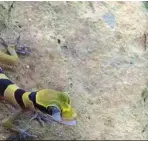  ??  ?? 3 This bent- toed gecko, seen here cleaning its eye with its tongue, is a new species found in a cave in Chiku 7. — dR lEE GRISMER