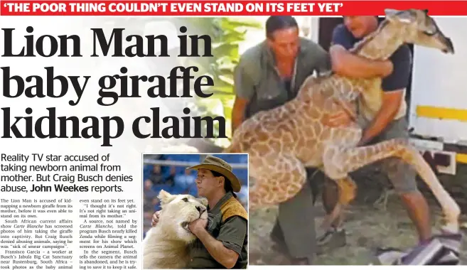  ??  ?? Lion Man Craig Busch shown with the young giraffe Zenda in South Africa, main photo, and, above, with one of his lions in New Zealand.