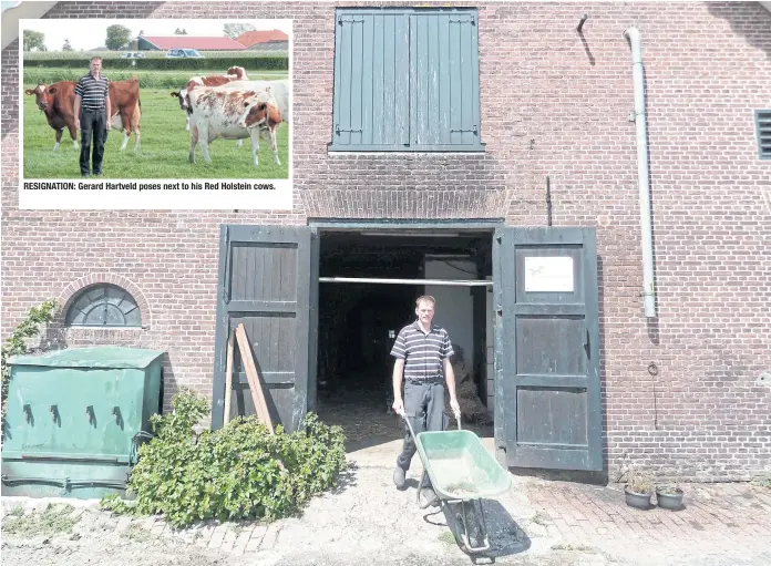  ??  ?? RESIGNATIO­N: Gerard Hartveld poses next to his Red Holstein cows. HEAVY HEART: Livestock farmer and milk producer Gerard Hartveld has nobody to inherit his farm in Nieuwveen. About 60% of those aged over 55 have no one to whom they can bequeath their...