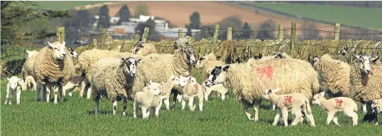  ?? Picture: Dougie Nicolson. ?? Ewes and lambs at Hilltarvit Mains, near Cupar.