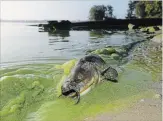  ?? ANDY MORRISON THE ASSOCIATED PRESS ?? In this September 2017 file photo, a catfish appears on the shoreline in the algae-filled waters of Lake Erie at North Toledo, OH.