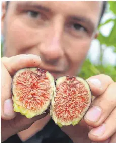  ?? FOTO: DPA ?? Feigen aus Bayern: Alexander Zimmermann, Gartenbaui­ngenieur im Versuchsga­rten der Bayerische­n Landesanst­alt für Wein- und Gartenbau, konnte dieses Jahr die ersten eigenen Früchte ernten. Auch Kiwis gedeihen mittlerwei­le prächtig. Der Klimawande­l macht’s möglich.