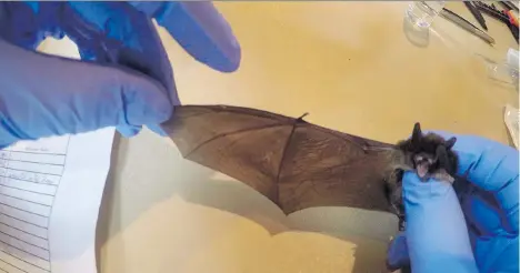  ??  ?? Metro Vancouver is studying the bats that occupy Burvilla, a 1905-era heritage home at Deas Island Regional Park in Ladner. The spread of white-nose syndrome is considered a lethal threat to the colony. The disease has been laying waste to one bat...