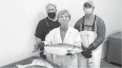  ?? AQUABOUNTY TECHNOLOGI­ES ?? CEO Sylvia Wulf holds geneticall­y modified salmon from the company’s indoor aquacultur­e farm May 26 in Albany, Indiana. With Wulf are processing associates Skyler Miller, left, and Jacob Clawson. The fish grow twice as fast as wild salmon.