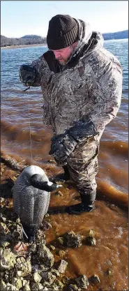  ?? NWA Democrat-Gazette/FLIP PUTTHOFF ?? Andy Brazle picks up a Canada goose decoy after hunting at Beaver Lake. Beaver Lake doesn’t get the high number of ducks that make east Arkansas a national waterfowl destinatio­n.