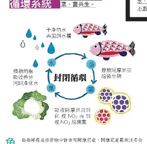 圖解魚菜共生循環系統 Pressreader