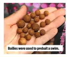  ??  ?? Boilies were used to prebait a swim.