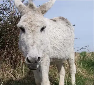  ??  ?? Donkeys have been part of Irish rural life for many years