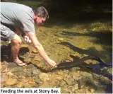  ??  ?? Feeding the eels at Stony Bay.