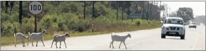  ?? Picture: FREDLIN ADRIAAN ?? SPEED HAZARD: Goats wander across a high-speed stretch of Old Cape Road