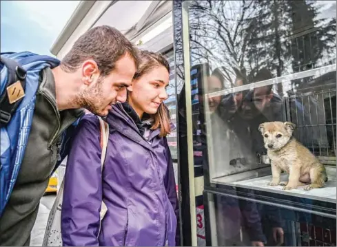  ?? OZAN KOSE/AFP ?? People look at a puppy presentend in a showcase on a Vetbus for adaption at Rumelihisa­ri district in northern Istanbul.