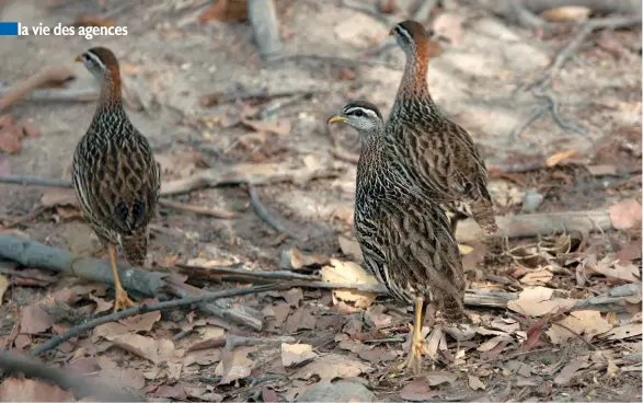  ??  ?? Au Sénégal comme au Burkina Faso, le francolin à double éperon s’impose en vedette auprès des chasseurs.