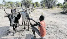  ?? FOTO: GIOIA FORSTER/DPA ?? Der 18-jährige Bol Thuch spannt die Rinder ein, die den Pflug der Familie ziehen – in dieser abgelegene­n Gegend des Südsudan ist ein solches technische­s Hilfsmitte­l schon eine Innovation.