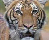  ?? JULIE LARSEN MAHER/WILDLIFE CONSERVATI­ON SOCIETY/AFP VIA GETTY IMAGES ?? This photo released by Wildlife Conservati­on Society on April 5 shows the Malayan tiger Nadia, who tested positive for COVID-19.