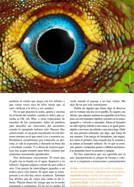  ??  ?? Arriba. La intensa mirada del anolis bandeado ( Anolis transversa­lis), habitante de estas selvas. Izquierda arriba. Huellas del mayor predador sudamerica­no, el jaguar ( Panthera onca). Izquierda abajo. Uno de los cientos de caños de aguas negras que se trenzan en el Yasuní.