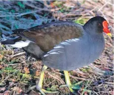  ?? Photo Dennis Morrison ?? Moorhen, a secretive bird on Arran.