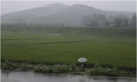  ?? FOTO: TT-AP/WONG MAYE-E ?? En jordbrukar­e vid ett risfält utanför Nordkoreas huvudstad Pyongyang.■ Nu varnar FN för att matbristen i landet kan komma att bli akut efter den minsta skörden på över tio år. Arkivbild.