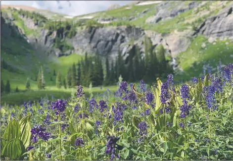  ??  ?? Flowers bloom along the Ice Lakes Trail. (John Meyer/The Denver Post via AP)