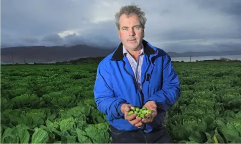  ?? PHOTO: VALERIE O’SULLIVAN ?? Brussels sprout grower Paudie Hanafin pictured at his vegetable farm at Ballygarro­n, Tralee, Co Kerry. SuperValu stock the farm’s sprouts.