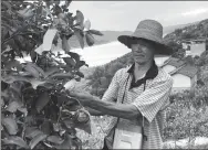  ?? TAN YINGZI / CHINA DAILY ?? He Xiqing, 72, attends to his citrus tree in Wanzhou, Chongqing by the Yangtze River earlier this month.