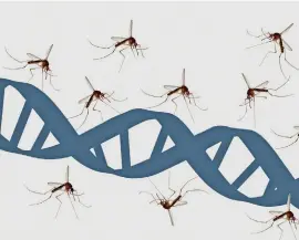  ?? Photo: Genetic Literacy Project ?? Researcher­s from the CSIRO and University of California San Diego found that injecting mosquito embryos with a synthetic anti-Zika gene prevented them from carrying the virus as adults.