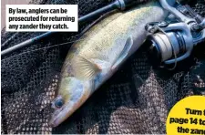  ??  ?? By law, anglers can be prosecuted for returning any zander they catch.