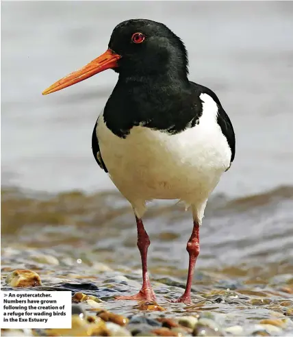  ?? ?? An oystercatc­her. Numbers have grown following the creation of a refuge for wading birds in the Exe Estuary