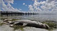  ?? AP PHOTO BY CHRIS O’MEARA ?? In this Monday Aug. 6, photo a dead Snook is shown along the water’s edge in Bradenton Beach, Fla.