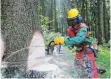  ?? FOTO: DPA ?? Laut Reformplän­en sollen Förster im Land in Zukunft ihre Dienste zu Marktpreis­en anbieten.