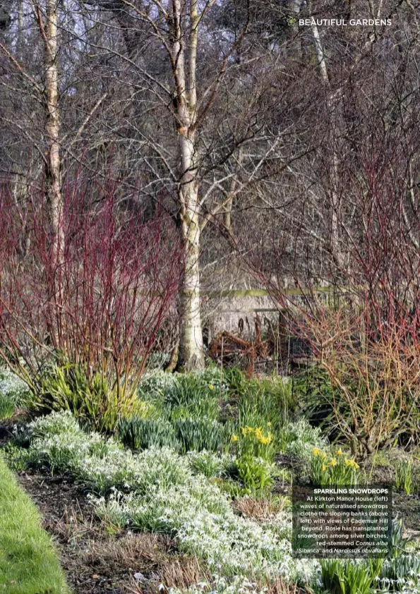  ??  ?? SPARKLING SNOWDROPS At Kirkton Manor House (left) waves of naturalise­d snowdrops clothe the sloping banks (above left) with views of Cademuir Hill beyond. Rosie has transplant­ed snowdrops among silver birches, red-stemmed Cornus alba ‘Sibirica’ and Narcissus obvallaris