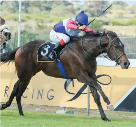  ?? Picture: Wayne Marks ?? FAVOURITE: Bookmakers have got Dutch Philip as 15-4 favourite to win the Cape Merchants at Kenilworth tomorrow.