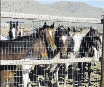  ?? Scott Sonner The Associated Press file ?? Before building its new corral, the U.S. Forest Service held any horses it gathered at facilities maintained by the Bureau of Land Management.