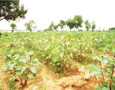  ?? ?? „ A kenaf farm at Mashigi dam in Katsina state