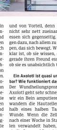  ?? ?? Ein Axolotl ist quasi unzerstörb­ar? Wie funktionie­rt das?