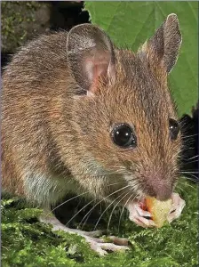  ??  ?? A wood mouse.