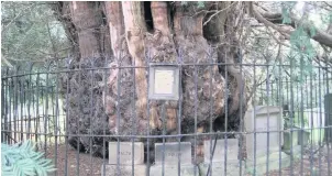  ??  ?? The Darley Yew Tree is believed to be 2,000 years old