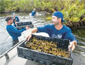  ?? WILLIE J. ALLEN JR./ORLANDO SENTINEL ?? Sea & Shoreline Aquatic Restoratio­n biologist Travis Voisard, front, pulls a rack of eelgrass from a boat to hand to biologist Jeredan Bibler, left, as they wade through the waters planting seagrasses to restore the ecosystem in the Indian River in Brevard County.