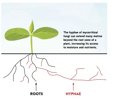  ??  ?? The hyphae of mycorrhiza­l fungi can extend many metres beyond the root zone of a plant, increasing its access to moisture and nutrients. ROOTS HYPHAE