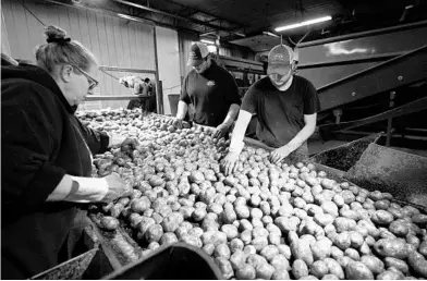  ?? CARLOS OSORIO/AP ?? Potatoes are examined before being loaded into a tractor trailer at Sackett Potatoes, a farm in Mecosta, Michigan.