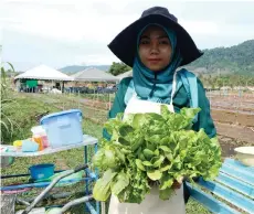  ?? -Bernama photo ?? A worker of Lang Agro Park, Nurul Wahida Samsul, showing the vegetables harvested from the farm.
