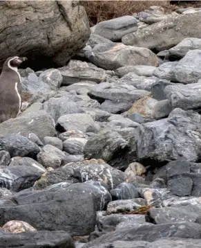  ??  ?? Humbolt penguins stand on rocks at Damas Island, about 500 kilometres north of Santiago.