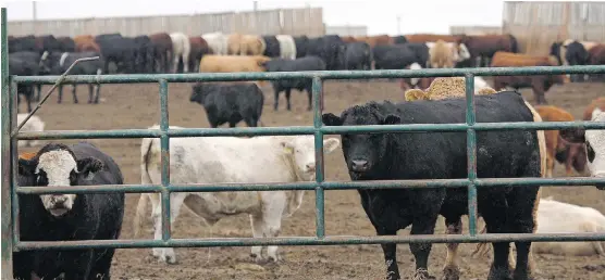  ?? THE CANADIAN PRESS/FILES ?? Feedlot operators in Canada's biggest cattle-producing region are calling on the Alberta government to overturn a per-head tax imposed by Lethbridge County.