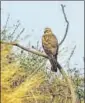  ?? LAKHAN KOHLI ?? The list of birds include the pallid harrier which has been spotted for the first time at Asola this year.