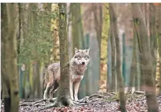  ?? FOTO: DPA ?? Wölfe waren in Deutschlan­d lange Zeit ausgerotte­t. Jetzt siedeln sich die Tiere bei uns langsam wieder an.