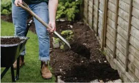  ?? ?? Healthy soils can hold up to eight times more water than more depleted soils, according to Sheila Das of the Royal Horticultu­ral Society. Photograph: Eva Nemeth