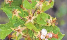  ?? FOTO: DPA ?? Erfrorene Apfelblüte­n bei Endingen im Kaiserstuh­l.