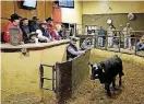  ?? [PHOTO COURTESY OF AMERICAN FARMERS & RANCHERS MUTUAL INSURANCE & COOPERATIV­E] ?? An auctioneer, representa­tives of the All American Beef Battalion and soldiers react Monday as cattlemen bid on a calf to support America’s war fighters.