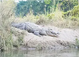  ??  ?? A marsha mugger crocodile sunbathes on the riverbanks.